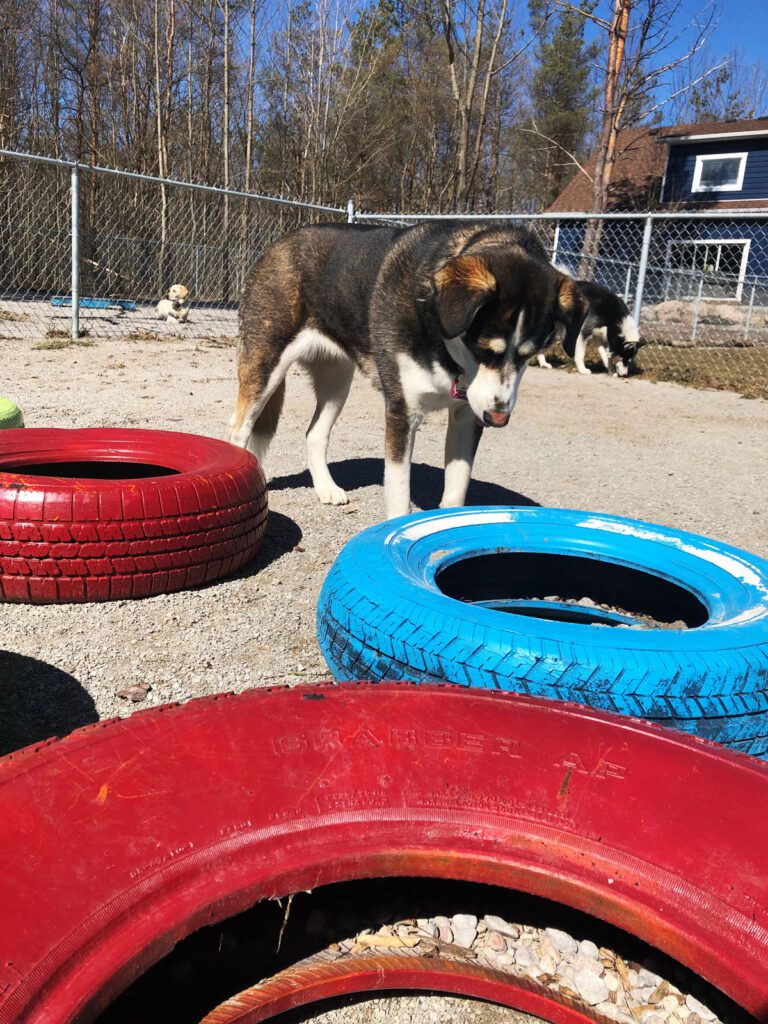 Dog playing with tires in dog daycare fun zone